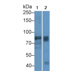 Periostin (POSTN) Antibody