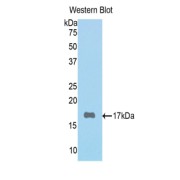 Western blot analysis of the recombinant protein.