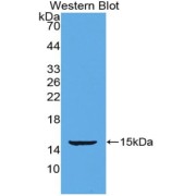 Western blot analysis of the recombinant protein.