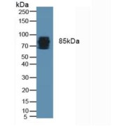 Western blot analysis of Rat Lung Tissue.