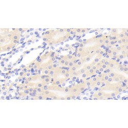 Plasminogen (PLG) Antibody