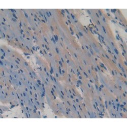 Spondin 1 (SPON1) Antibody