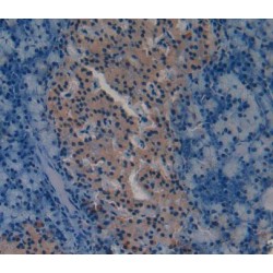 Spondin 1 (SPON1) Antibody