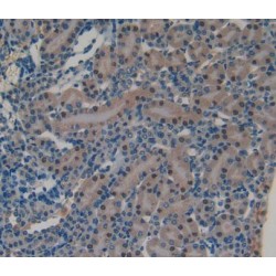 Spondin 1 (SPON1) Antibody