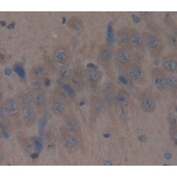 Spondin 2 (SPON2) Antibody