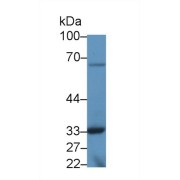 Western blot analysis of Mouse Kidney lysate, using Mouse TOR3A Antibody (1 µg/ml) and HRP-conjugated Goat Anti-Rabbit antibody (<a href="https://www.abbexa.com/index.php?route=product/search&amp;search=abx400043" target="_blank">abx400043</a>, 0.2 µg/ml).