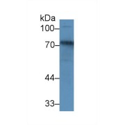 Western blot analysis of Rat Cerebrum lysate, using Rat TRF Antibody (1 µg/ml) and HRP-conjugated Goat Anti-Rabbit antibody (<a href="https://www.abbexa.com/index.php?route=product/search&amp;search=abx400043" target="_blank">abx400043</a>, 0.2 µg/ml).