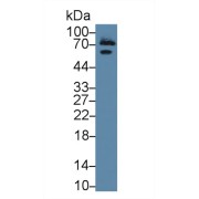 Western blot analysis of Rat Liver lysate, using Rat TRF Antibody (1 µg/ml) and HRP-conjugated Goat Anti-Rabbit antibody (<a href="https://www.abbexa.com/index.php?route=product/search&amp;search=abx400043" target="_blank">abx400043</a>, 0.2 µg/ml).