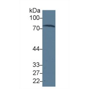 Western blot analysis of Human Serum, using Human TRF Antibody (3 µg/ml) and HRP-conjugated Goat Anti-Mouse antibody (<a href="https://www.abbexa.com/index.php?route=product/search&amp;search=abx400001" target="_blank">abx400001</a>, 0.2 µg/ml).