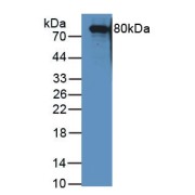 Western blot analysis of Pig Heart Tissue, using Rabbit Anti-Human Transferrin Antibody (2 µg/ml) and HRP-conjugated Guinea pig Anti-Rabbit antibody (<a href="https://www.abbexa.com/index.php?route=product/search&amp;search=abx400003" target="_blank">abx400003</a>, 1/2000 dilution).