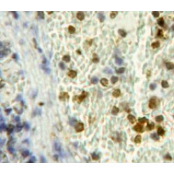 Annexin A1 (ANXA1) Antibody