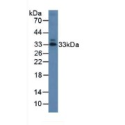 Western blot analysis of Pig Intestine Tissue.