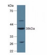 Western blot analysis of Rat Placenta Tissue.