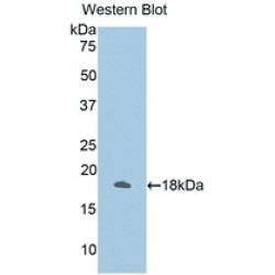 Annexin A2 (ANXA2) Antibody