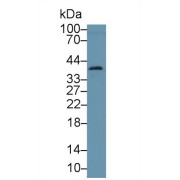 Western blot analysis of Mouse Serum, using Mouse ANXA3 Antibody (1 µg/ml) and HRP-conjugated Goat Anti-Rabbit antibody (<a href="https://www.abbexa.com/index.php?route=product/search&amp;search=abx400043" target="_blank">abx400043</a>, 0.2 µg/ml).