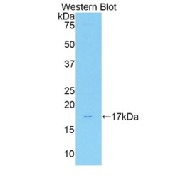 Annexin A3 (ANXA3) Antibody