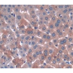 Annexin A3 (ANXA3) Antibody