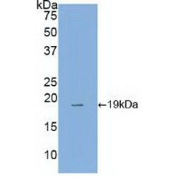 Annexin A4 (ANXA4) Antibody