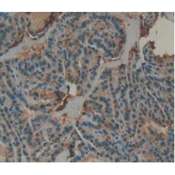 Annexin A4 (ANXA4) Antibody