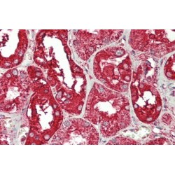 Annexin A4 (ANXA4) Antibody