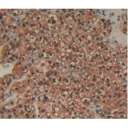 Annexin A4 (ANXA4) Antibody