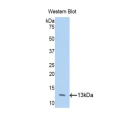 Annexin A4 (ANXA4) Antibody