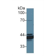 Western blot analysis of Dog Stomach lysate, using Dog ANXA4 Antibody (1 µg/ml) and HRP-conjugated Goat Anti-Rabbit antibody (<a href="https://www.abbexa.com/index.php?route=product/search&amp;search=abx400043" target="_blank">abx400043</a>, 0.2 µg/ml).