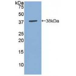 Annexin A5 (ANXA5) Antibody