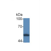 Western blot analysis of Human HL60 cell lysate, using Human CRT Antibody (2 µg/ml) and HRP-conjugated Goat Anti-Rabbit antibody (<a href="https://www.abbexa.com/index.php?route=product/search&amp;search=abx400043" target="_blank">abx400043</a>, 0.2 µg/ml).