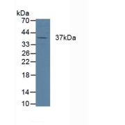 Western blot analysis of Pig Heart Tissue.