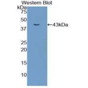 Western blot analysis of the recombinant protein.