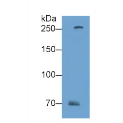 Filaggrin 2 (FLG2) Antibody