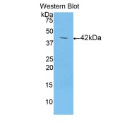 Western blot analysis of the recombinant protein.