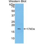 Western blot analysis of the recombinant protein.