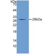 Western blot analysis of recombinant Human PROM1.