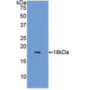 Western blot analysis of recombinant Mouse SST.