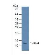 Western blot analysis of Rat Serum.