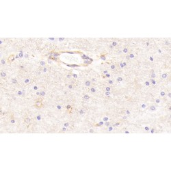 Contactin 1 (CNTN1) Antibody