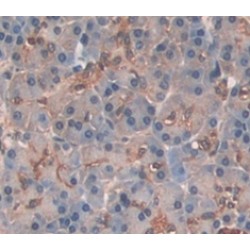 Elastase 3B (ELA3B) Antibody