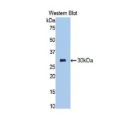 Western blot analysis of the recombinant protein.