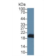 Western blot analysis of Mouse Stomach lysate, using Mouse GKN2 Antibody (1 µg/ml) and HRP-conjugated Goat Anti-Rabbit antibody (<a href="https://www.abbexa.com/index.php?route=product/search&amp;search=abx400043" target="_blank">abx400043</a>, 0.2 µg/ml).