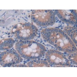 Interleukin 4 (IL4) Antibody