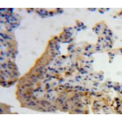 Interleukin 7 (IL7) Antibody