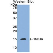 Western blot analysis of the recombinant protein.