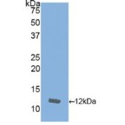 Western blot analysis of recombinant Horse IL8.