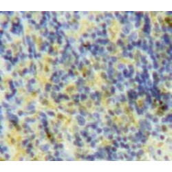 Lymphotactin (Lptn) Antibody