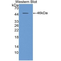 Neuraminidase (NEU) Antibody