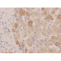 Neuraminidase (NEU) Antibody