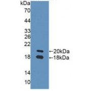 Western blot analysis of recombinant Rat NRG1.