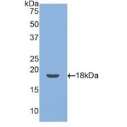 Western blot analysis of recombinant Mouse TM.